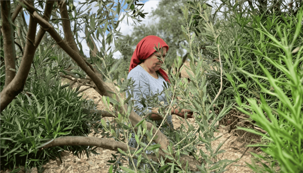 Female farmer in a red headscarf harvesting olives under the Mediterranean sun.