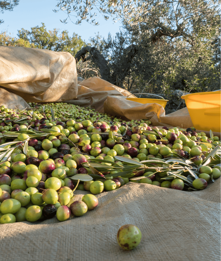 Close-up of freshly harvested organic olives piled on a rustic tarp, ready for processing.