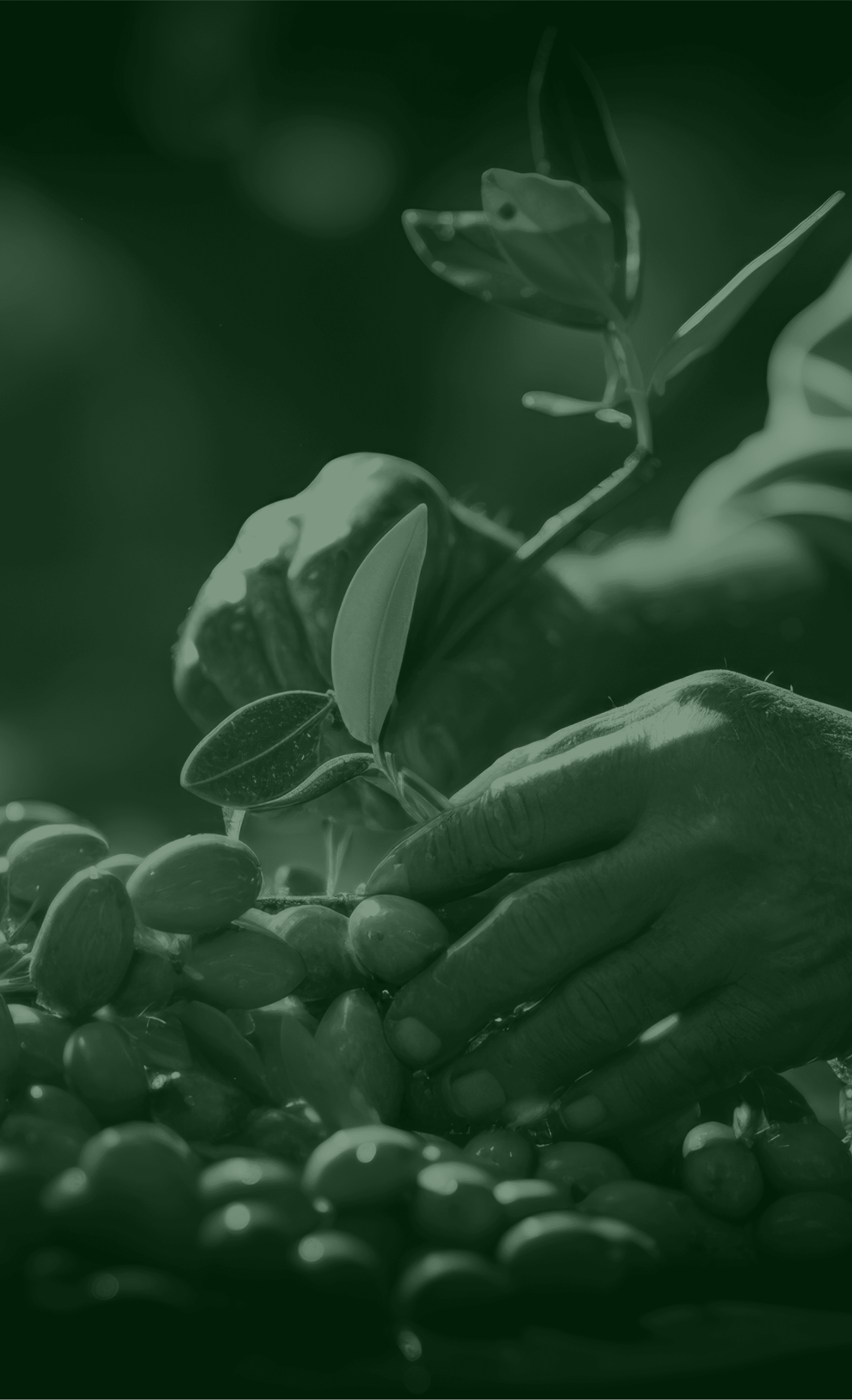 Close-up of a hand caressing healthy olive leaves, symbolizing care in cultivation