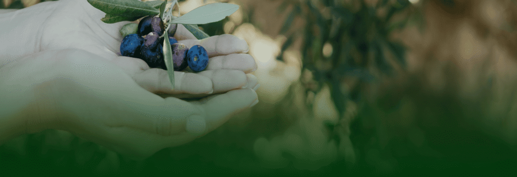 Close-up of a hand caressing healthy olive leaves, symbolizing care in cultivation
