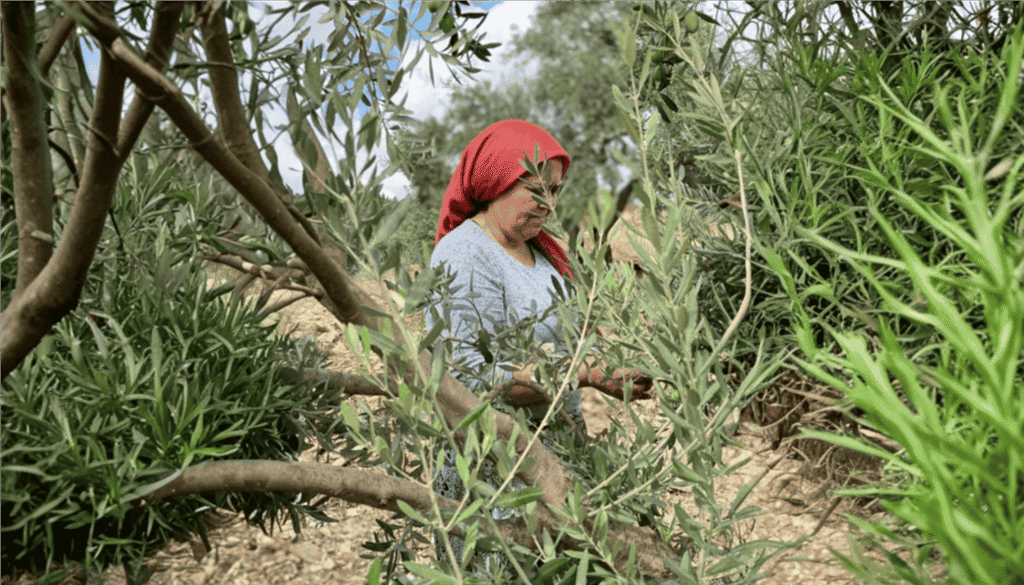 Female farmer in a red headscarf harvesting olives under the Mediterranean sun.