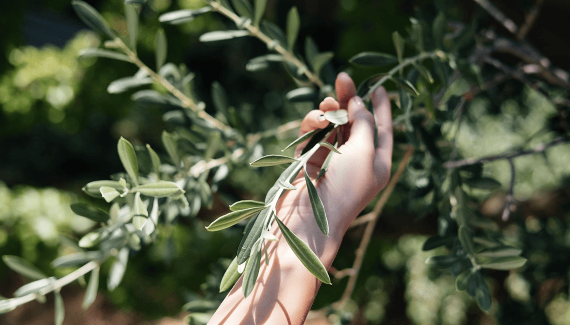 Close-up of a hand caressing healthy olive leaves, symbolizing care in cultivation